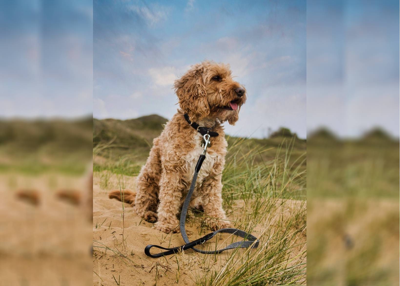 Herringbone & Leather Collar - Balmoral
