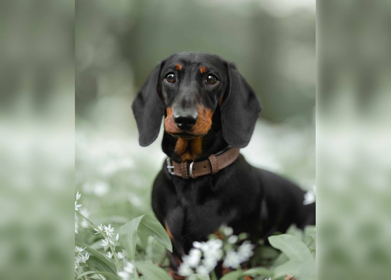 Herringbone & Leather Collar - Lincoln