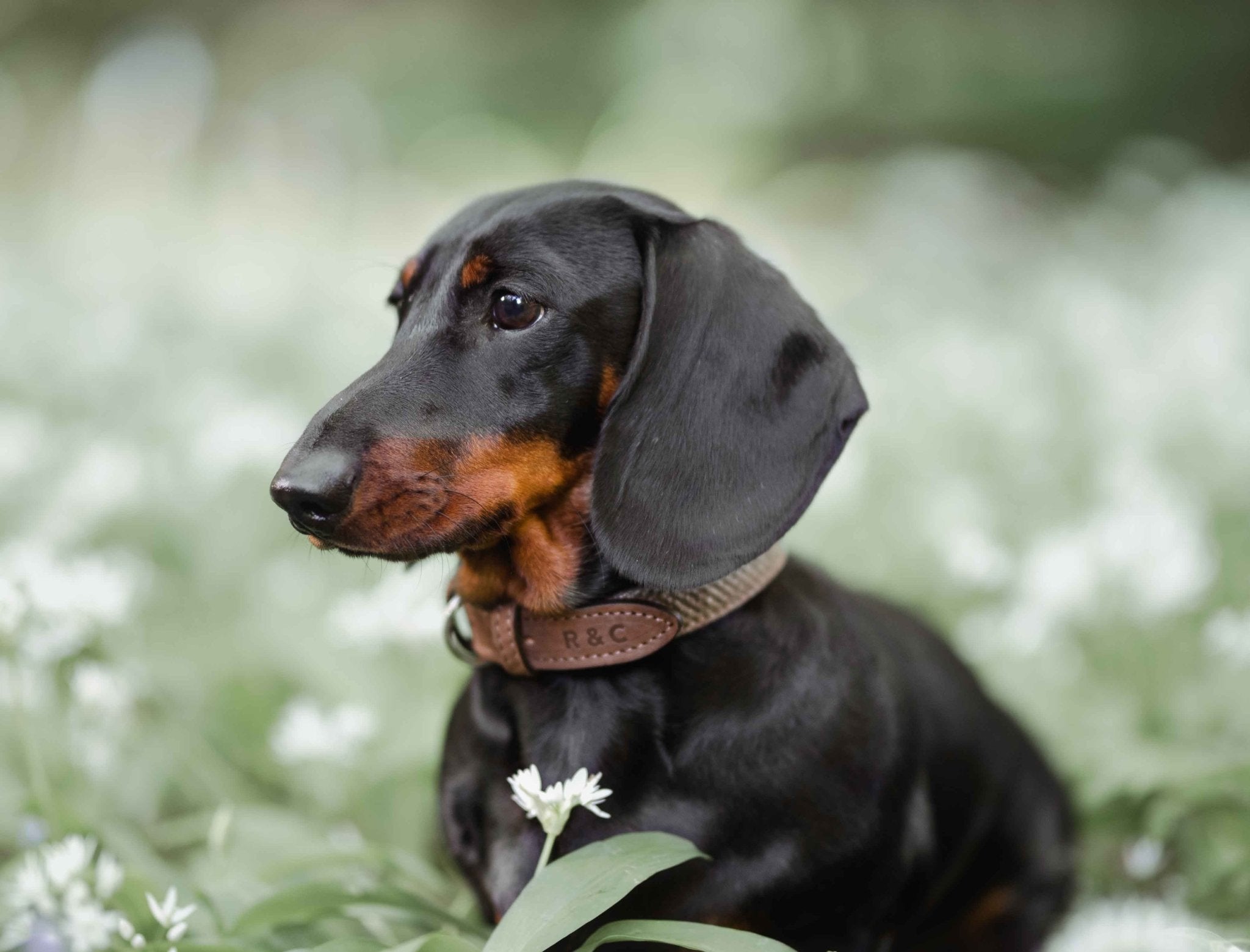 Herringbone & Leather Collar - Lincoln