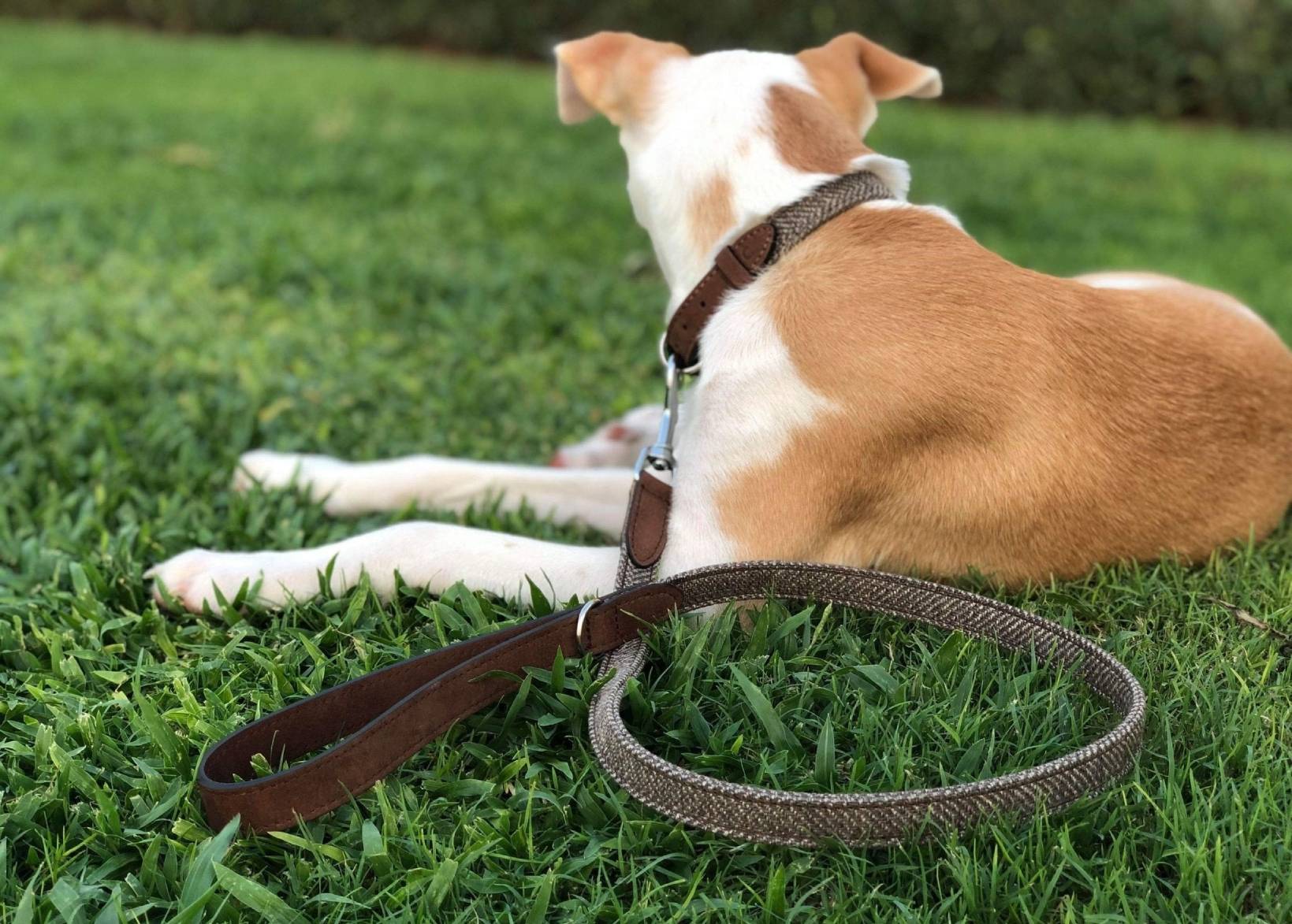 Herringbone & Leather Lead - Lincoln