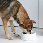White Crystal Marble Dog Bowl