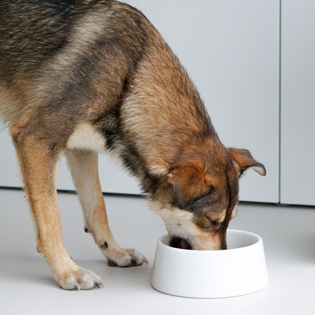White Crystal Marble Dog Bowl