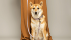 Kitsunē Multiposition dog lead - BioThane®