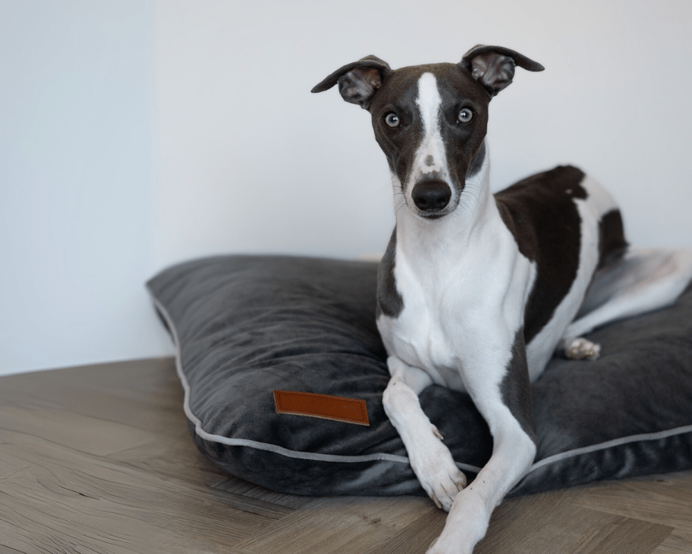 Luxury Memory Foam Crate Bed With Removable Covers | Grey