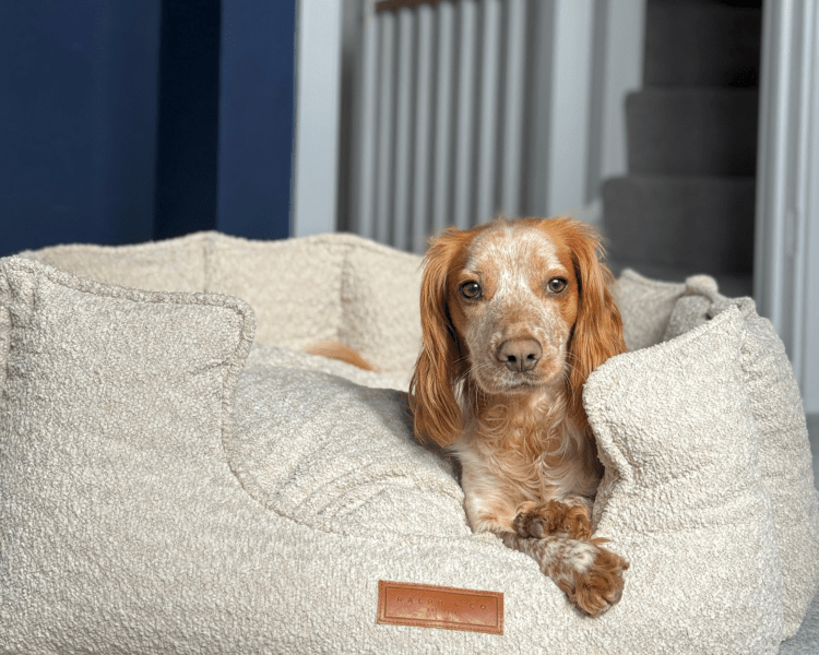THE COTSWOLD | LUXURY BOUCLE BED