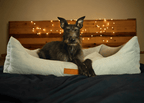 THE HIGHCLERE | LUXURY MEMORY FOAM BED