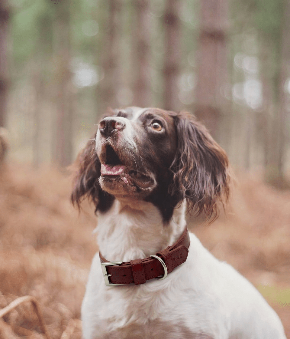 Oxblood Red Leather Dog Collar