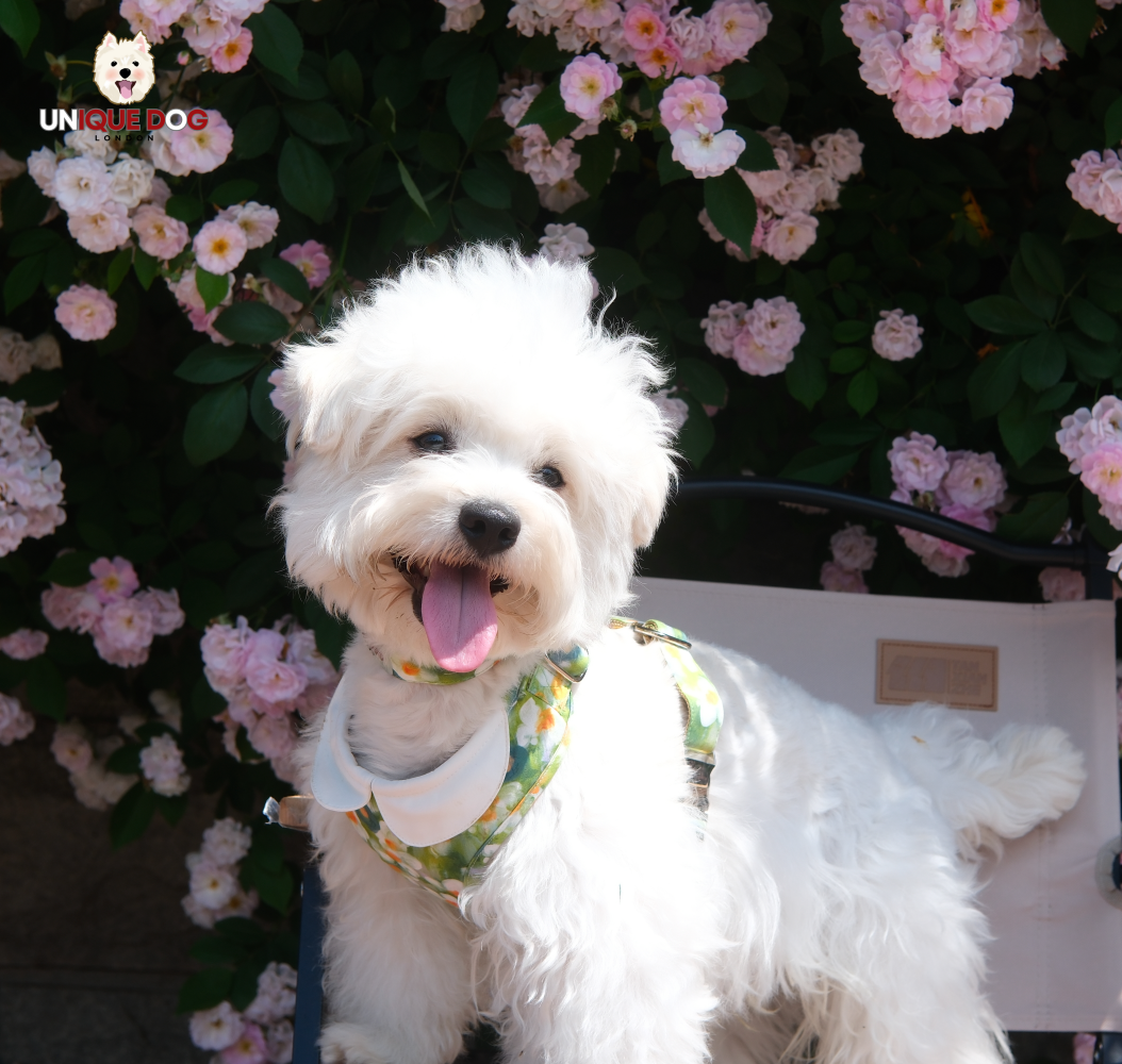 London Garden - Greenwich Harness