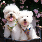 London Garden - Kensington Harness