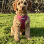 Puppy step-in Harness - Berry Red