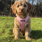 Puppy step-in Harness - Pink