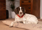 Red Leather Dog Collar