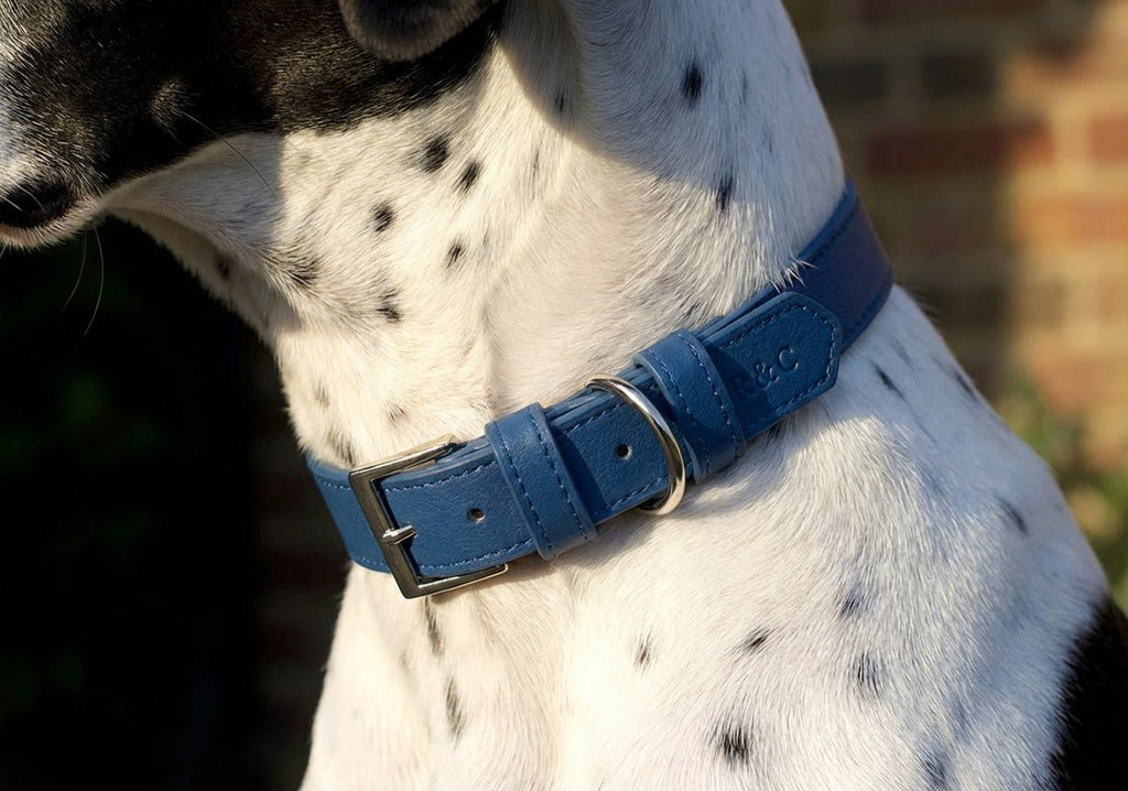 Royal Blue Leather Dog Collar