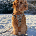 Rugged Rover™ Harness - Foxbury Plaid
