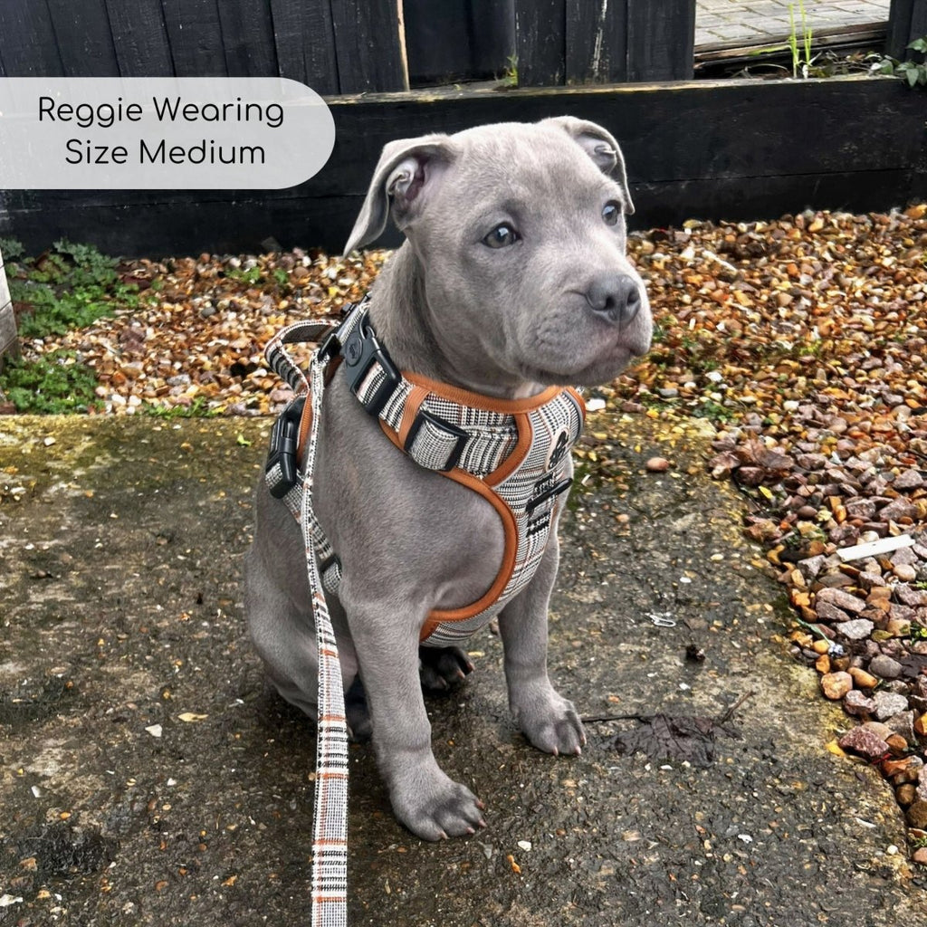 Rugged Rover™ Harness - Foxbury Plaid