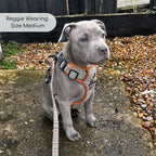 Rugged Rover™ Harness - Foxbury Plaid