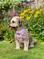 Rugged Rover™ Harness - Pastel Pink