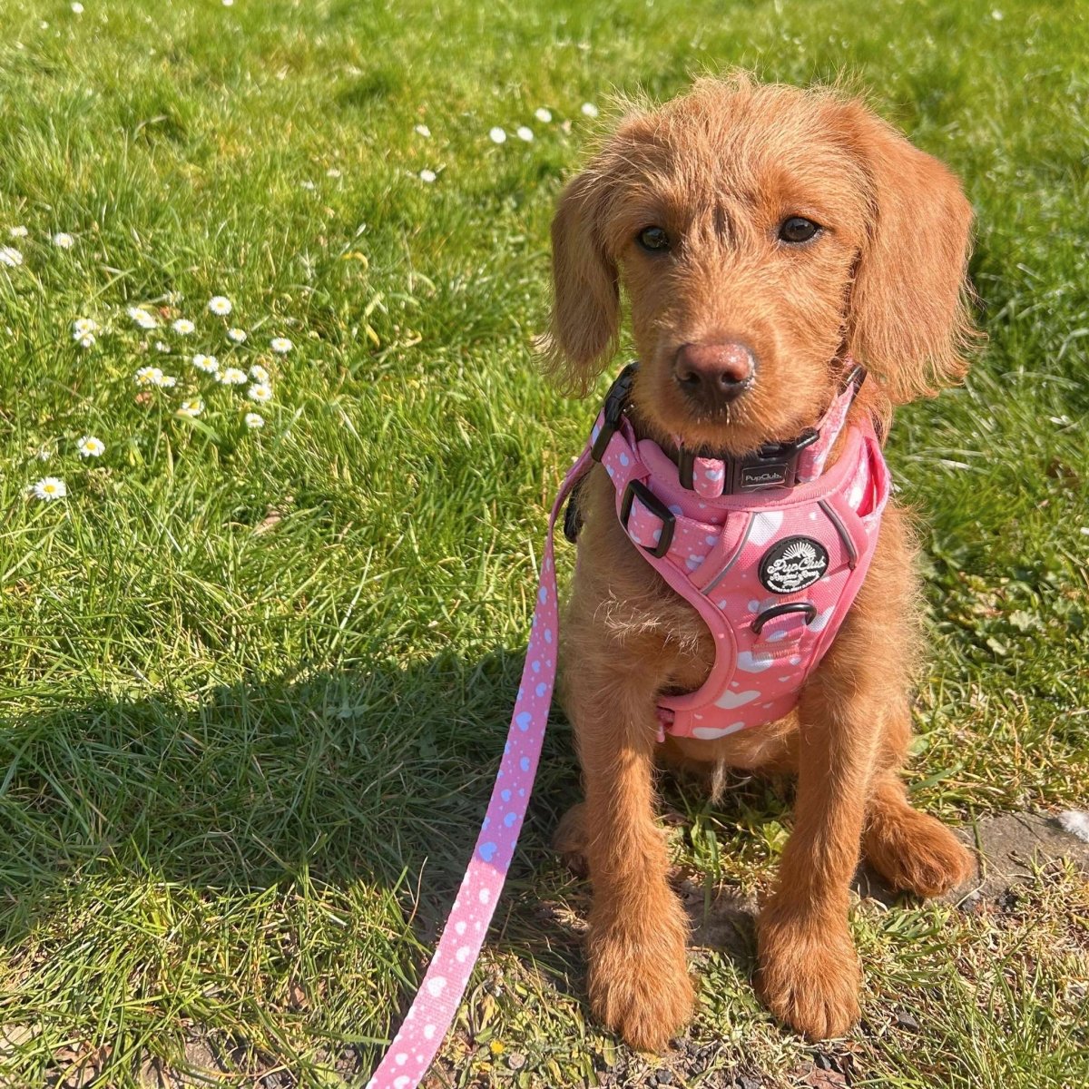 Rugged Rover™ Harness - Peachy Hearts
