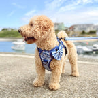 Dog Sailor Bow -  Sea Breeze Stripes