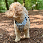 Rugged Rover™ Harness - Pastel Blue