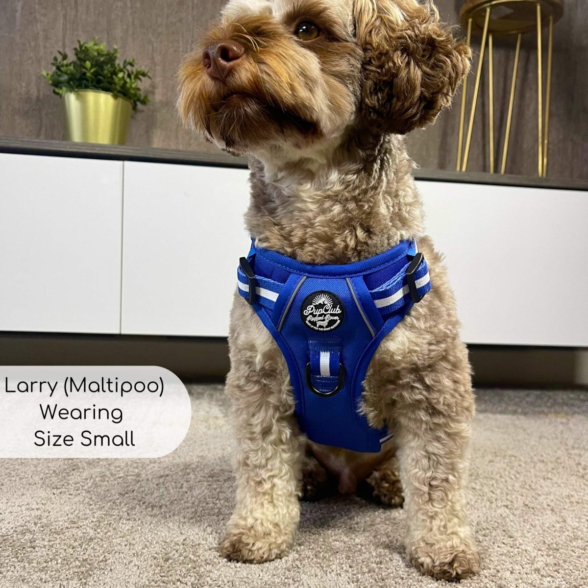 Rugged Rover™ Harness - Royal Blue