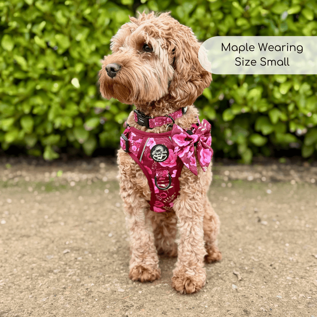 Rugged Rover™ Harness - Burgundy Bloom