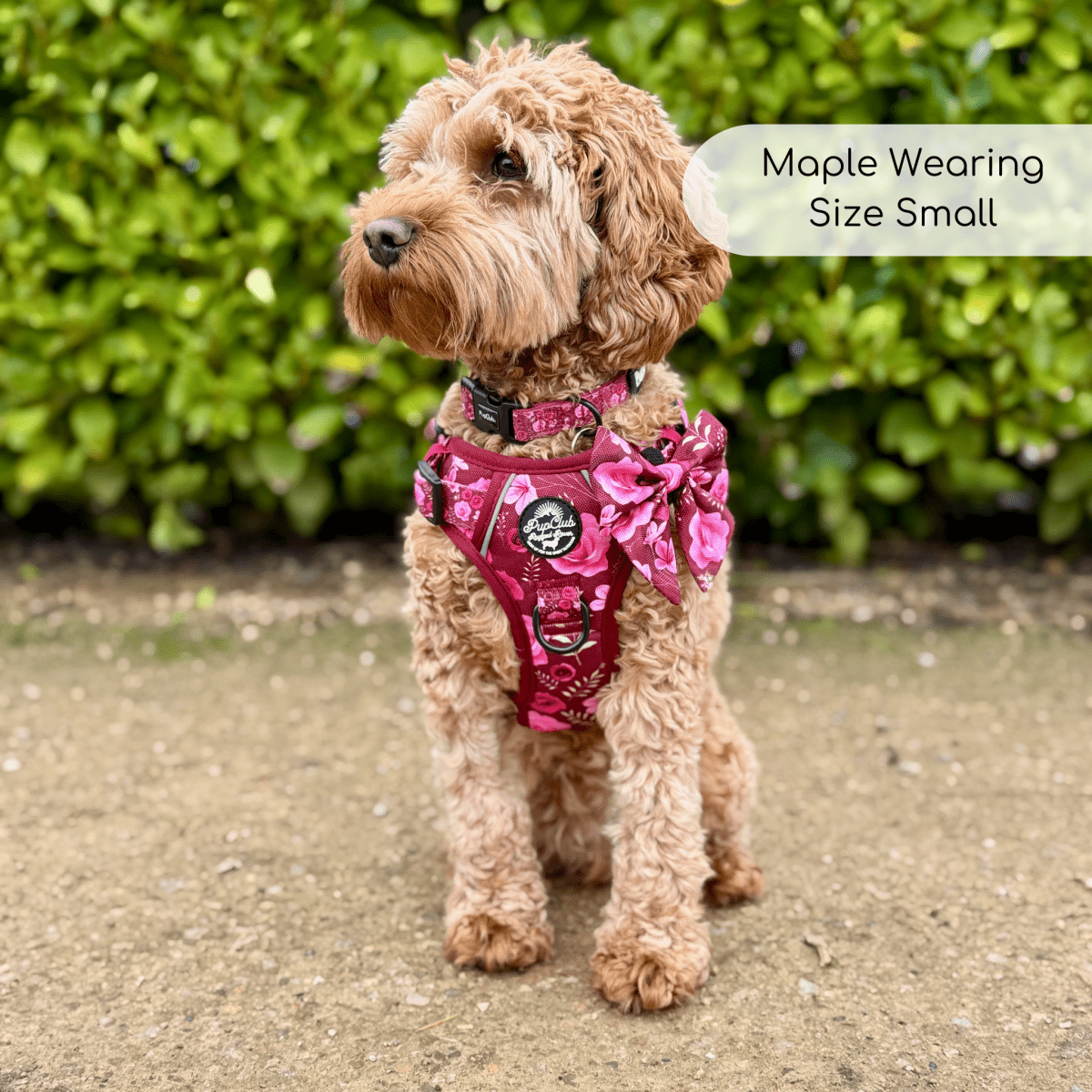 Rugged Rover™ Harness - Burgundy Bloom
