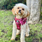 Rugged Rover™ Harness - Burgundy Bloom