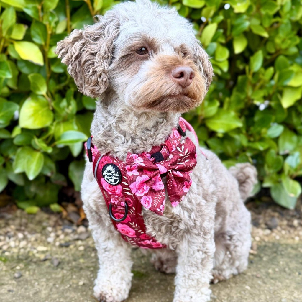 Rugged Rover™ Harness - Burgundy Bloom