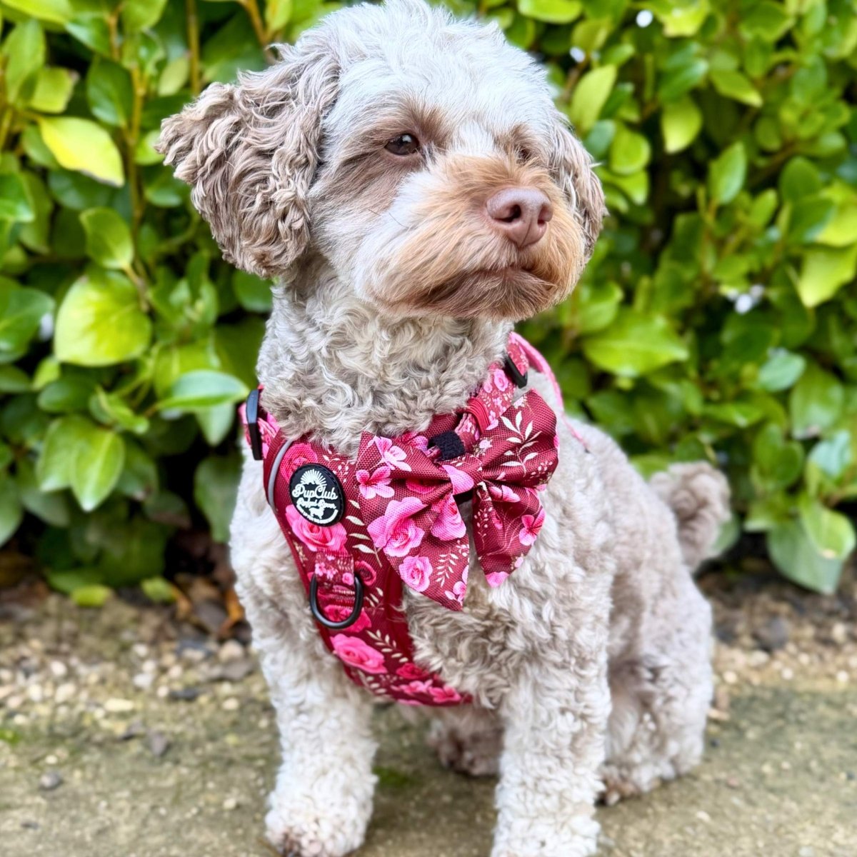 Rugged Rover™ Harness - Burgundy Bloom