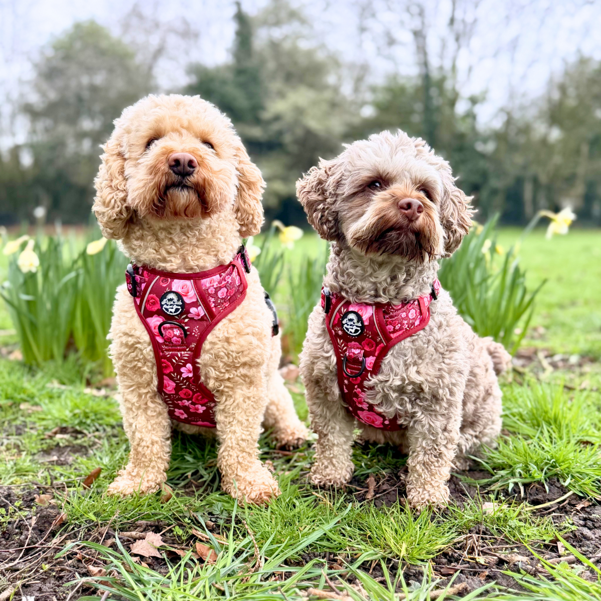 Rugged Rover™ Harness - Burgundy Bloom