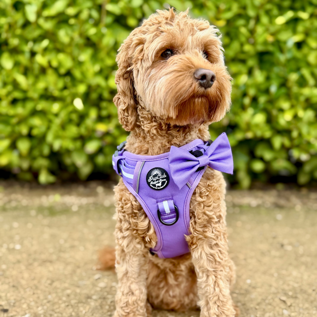 Rugged Rover™ Harness - Lilac Blush