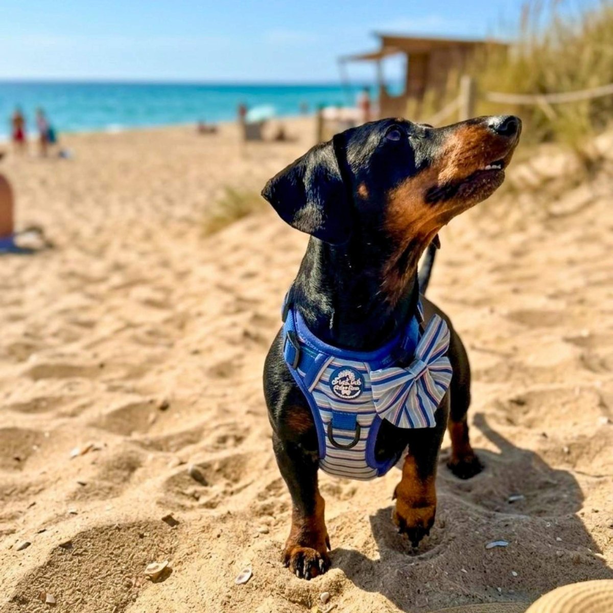 Rugged Rover™ Harness - Sea Breeze Stripes