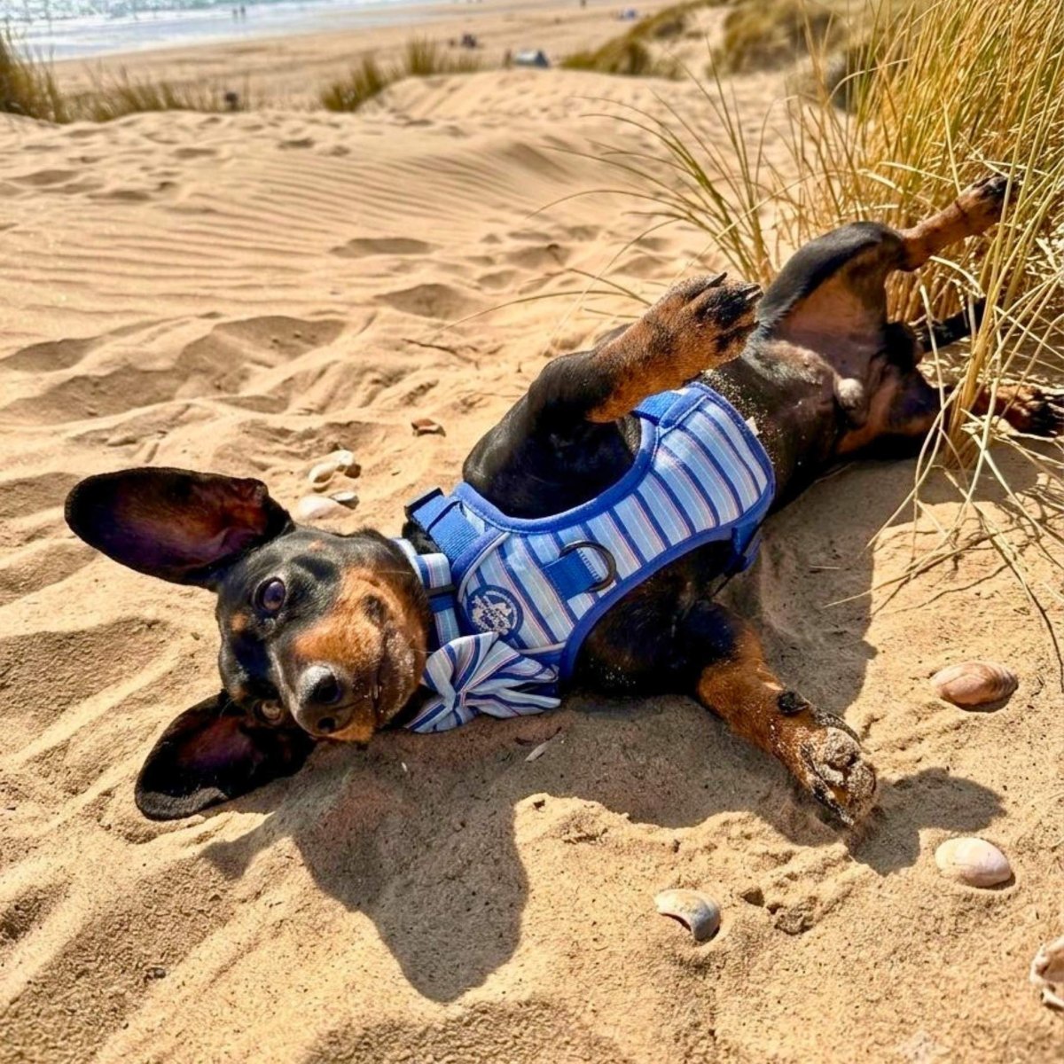 Rugged Rover™ Harness - Sea Breeze Stripes