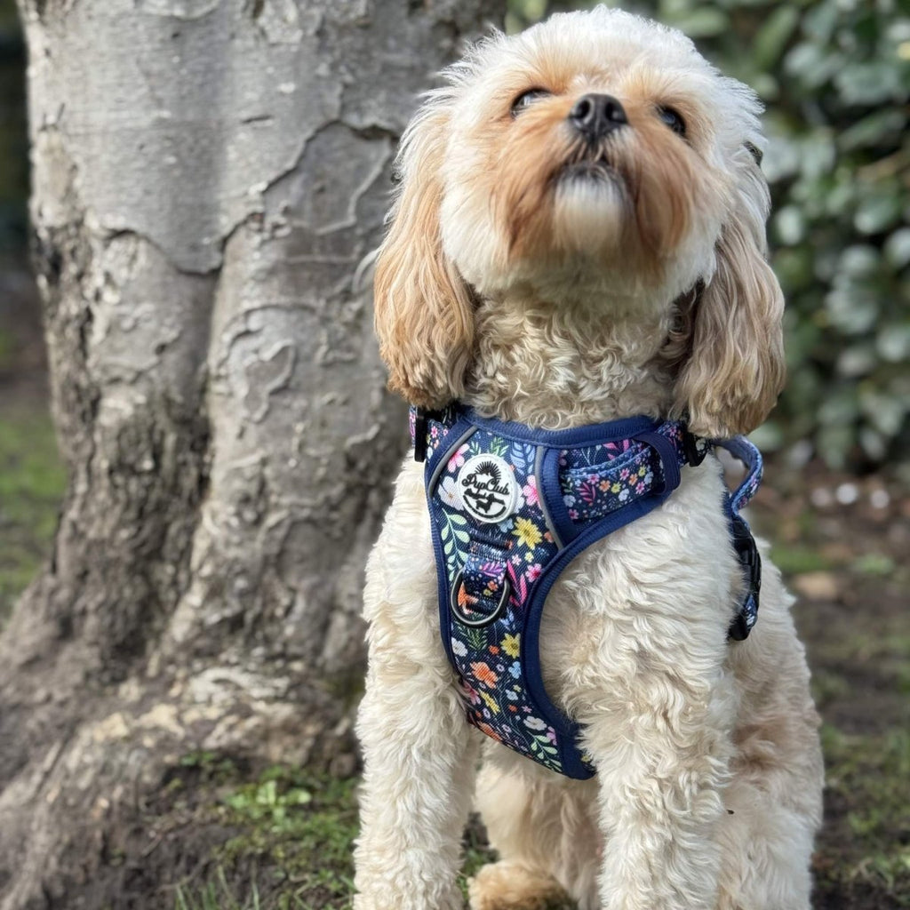 Rugged Rover™ Harness - Summer Meadow