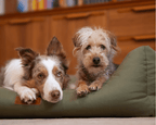THE HENLEY | LUXURY WATERPROOF BED