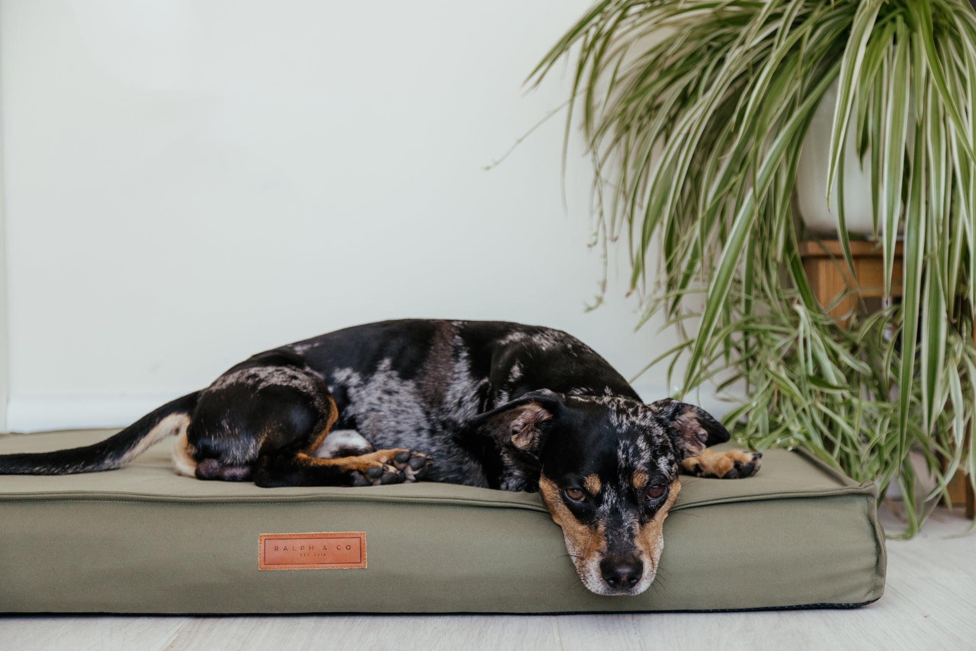 Waterproof & Memory Foam Dog Bed With Removable Covers | Henley