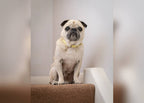 Yellow Leather Dog Collar